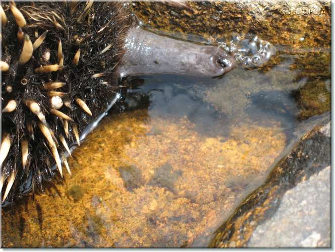 swimming_echidna2.jpg